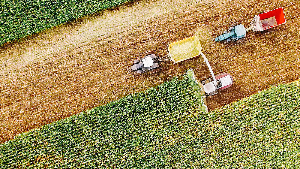 Mais ist eine beliebte Energiepflanze in der Landwirtschaft aufgrund hoher Erträge und einfacher Anbautechniken.