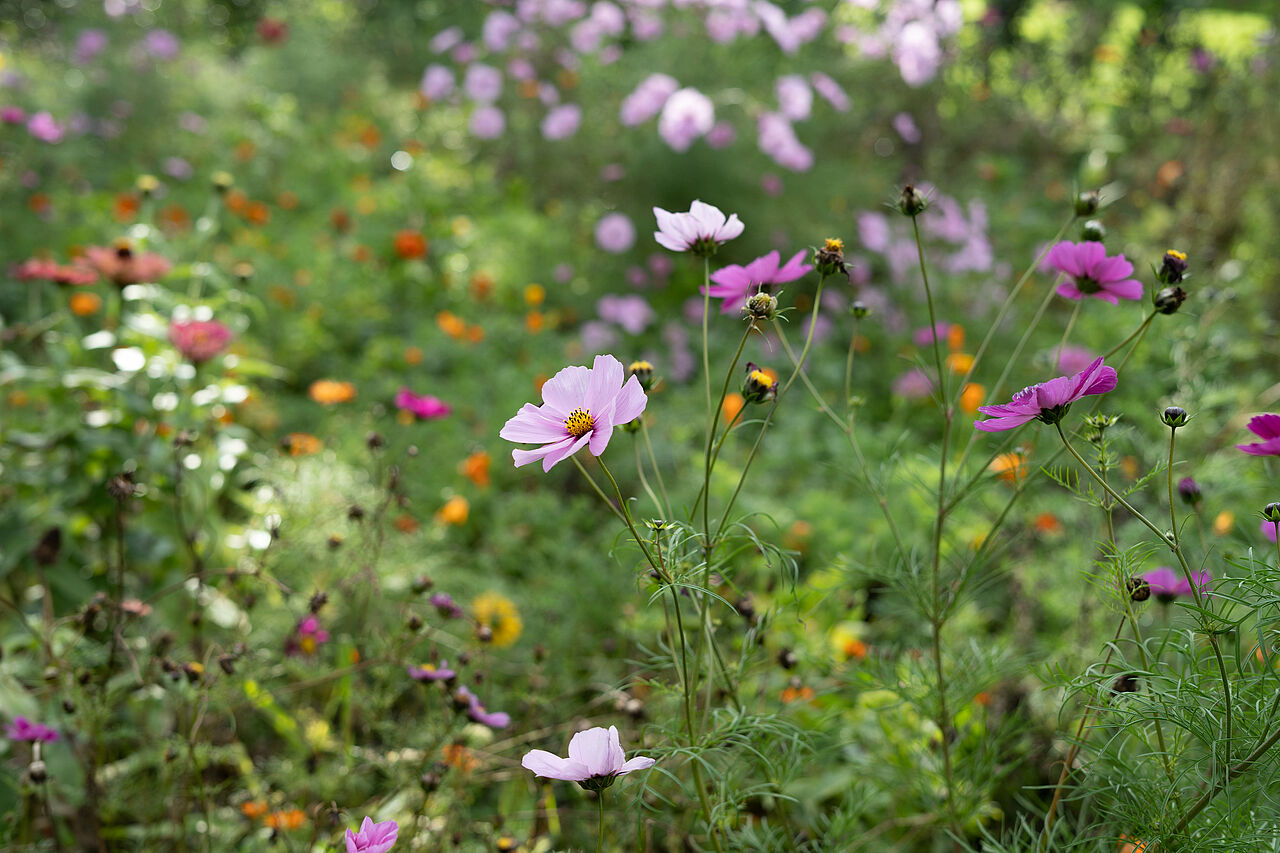 Wildblumen und Gras als Lebensraum für viele Tiere