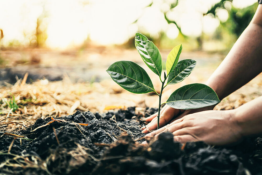 Agroforstwirtschaft als Träger ökologischer und ökonomischer Vorteile!