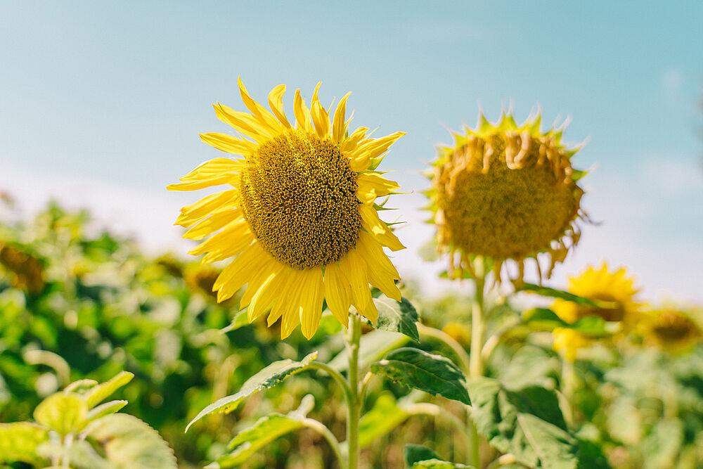 Schutz vor Erosion, Bodenreiniger und Energiepflanze – die Sonnenblume, ein Allrounder des Feldes.