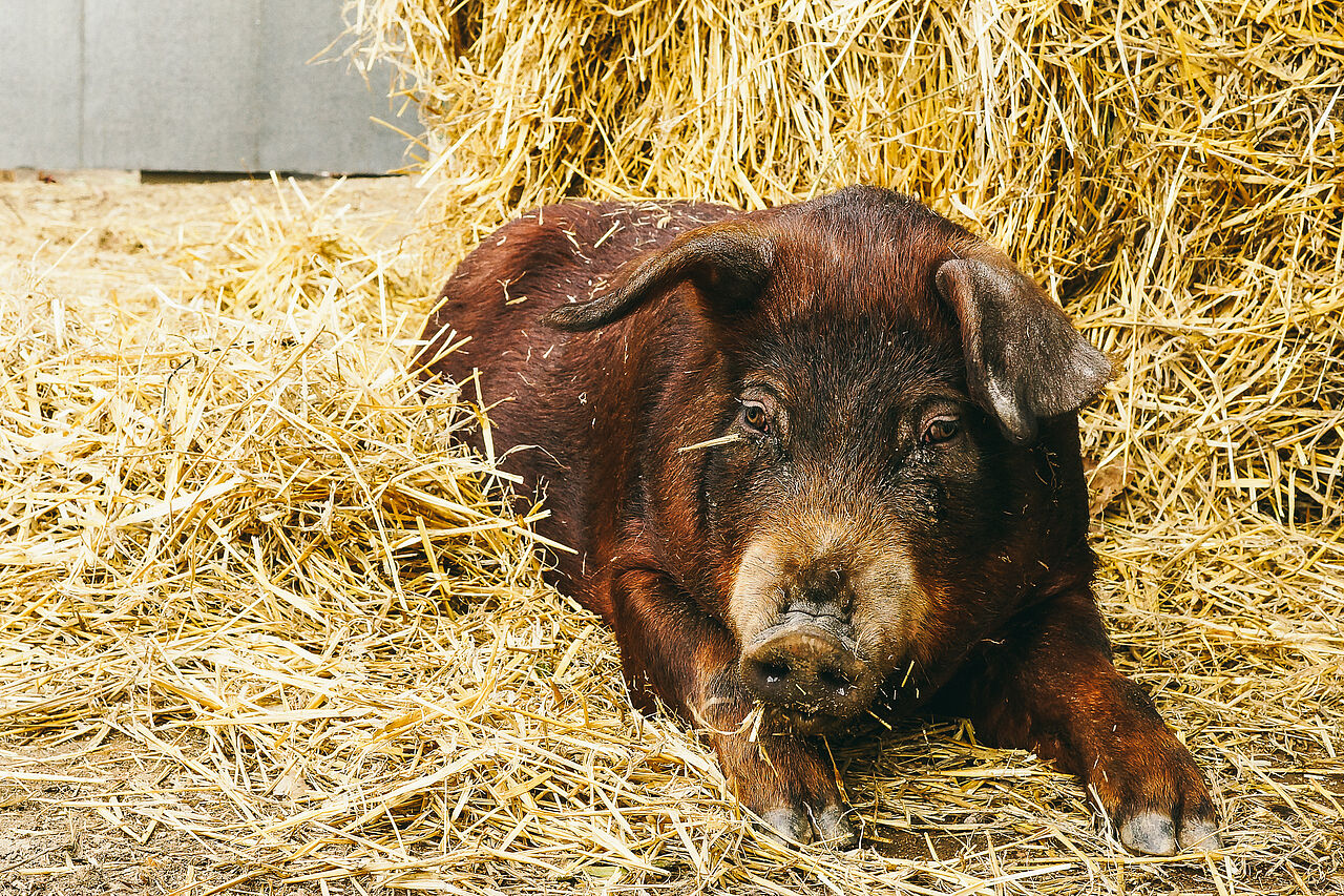 Duroc