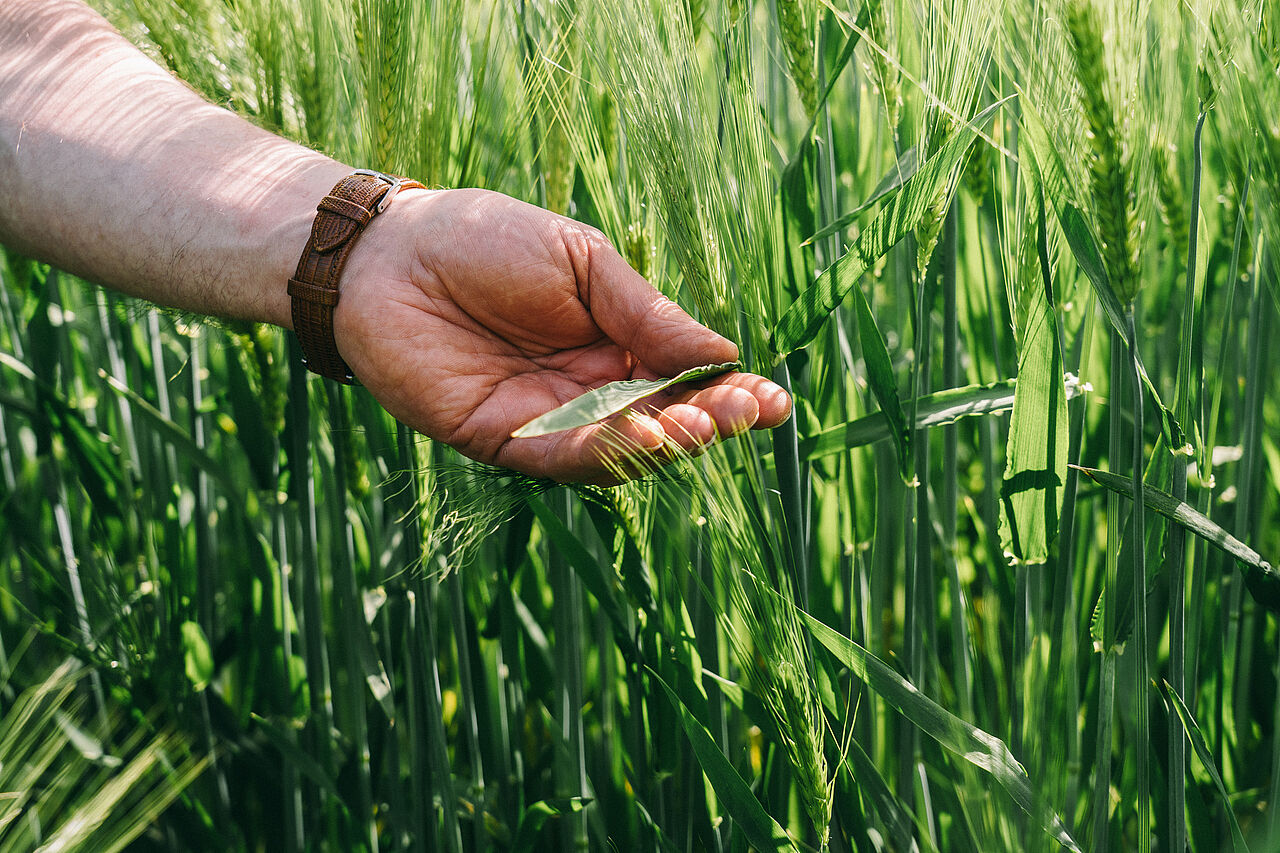 Speicherung von CO2 durch Nutzpflanzen 