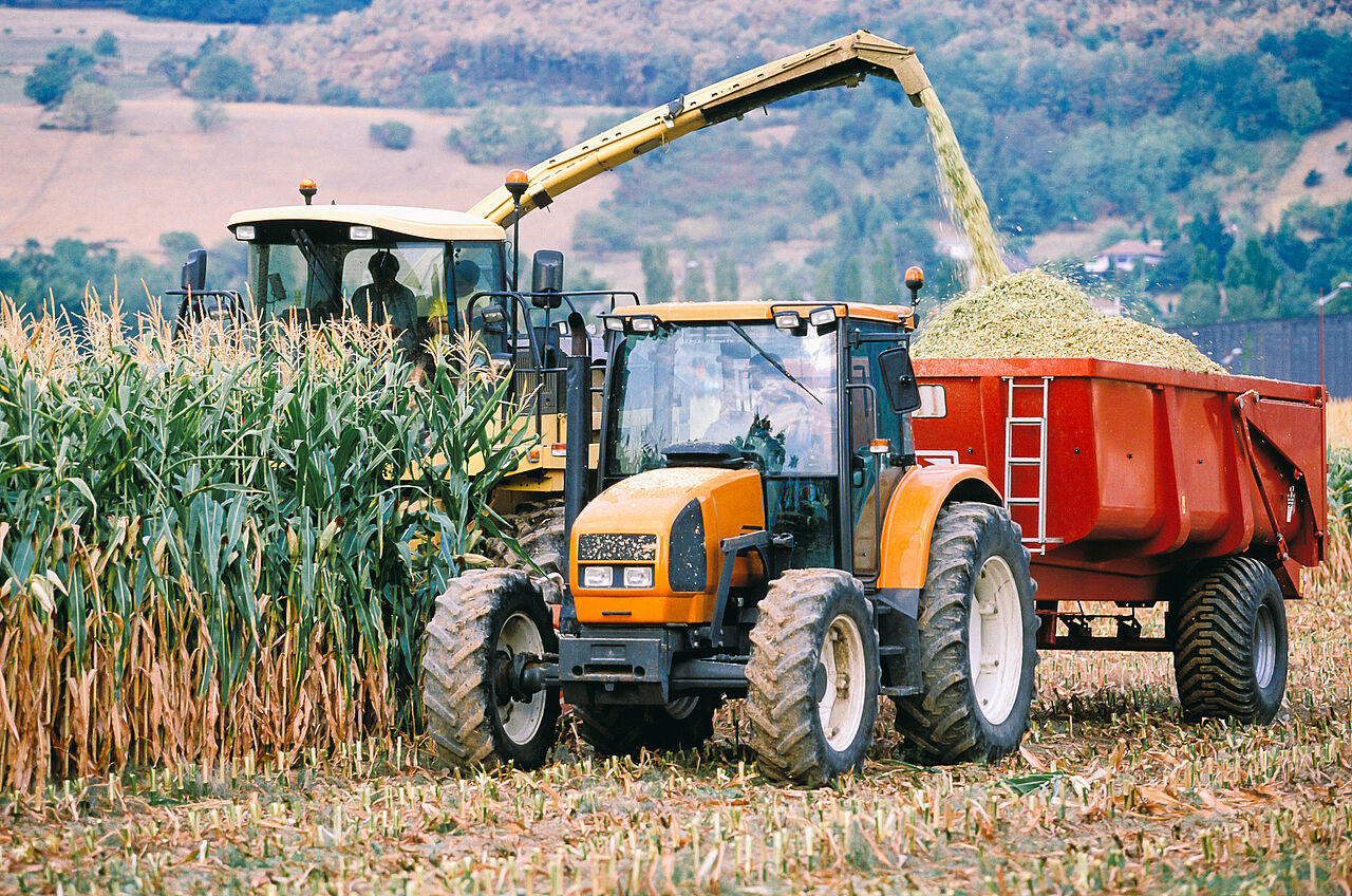 Vermaisung in der Landwirtschaft - ein Problem?